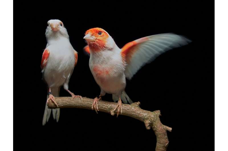 Single enzyme found to be responsible for gender-based plumage color differences in canaries