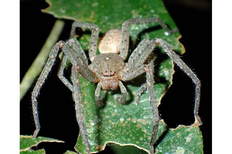 New species of spiders described in honour of Swedish climate activist
