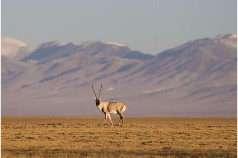 Tibetan antelopes developed a unique way to survive high in the mountains