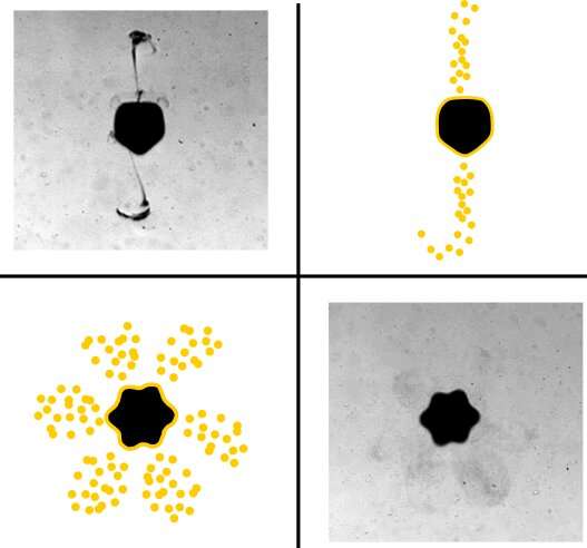 Microbubbles controlled by acoustical tweezers for highly localized drug release