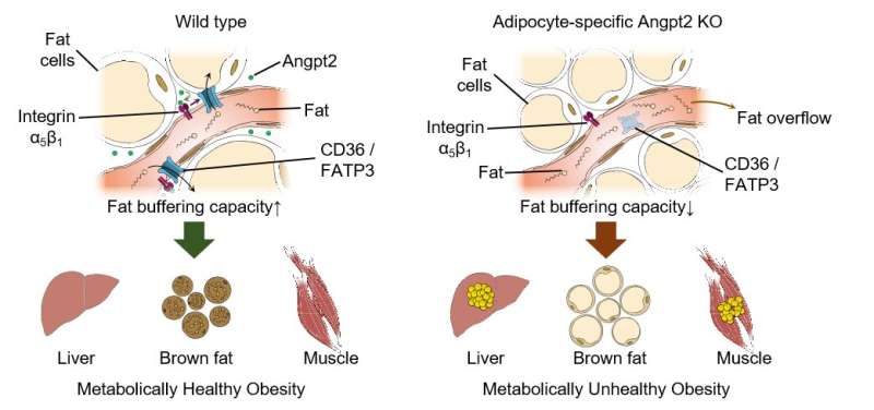 Blood vessels can make you fat, and yet fit