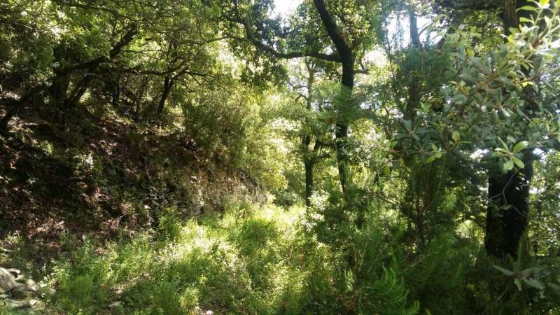Study characterizes the forest chemistry of the air in a Mediterranean forest