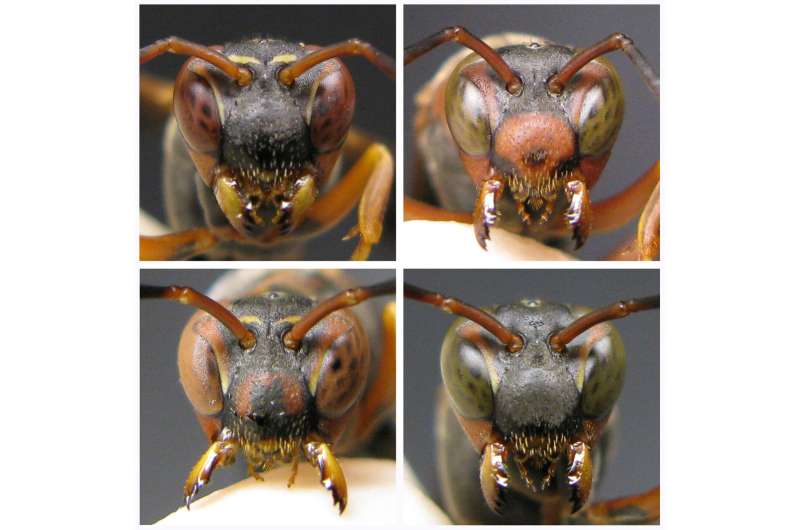 Tiny brains, big surprise: Eavesdropping wasps gain insights about fighting abilities of potential rivals