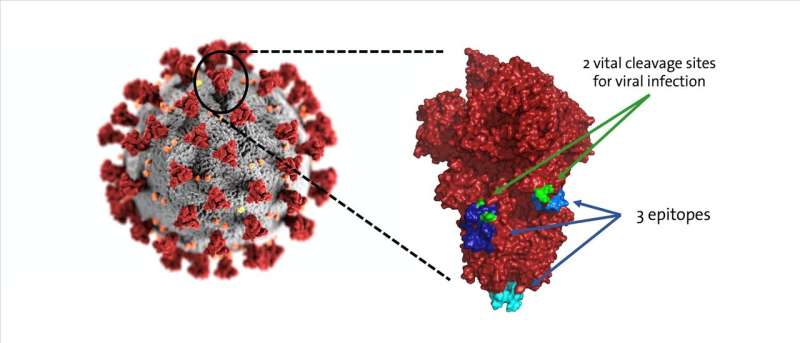 Two potential chinks in the coronavirus’s armour