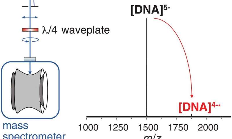 Using mass spectrometry to isolate guanine-rich DNA ions