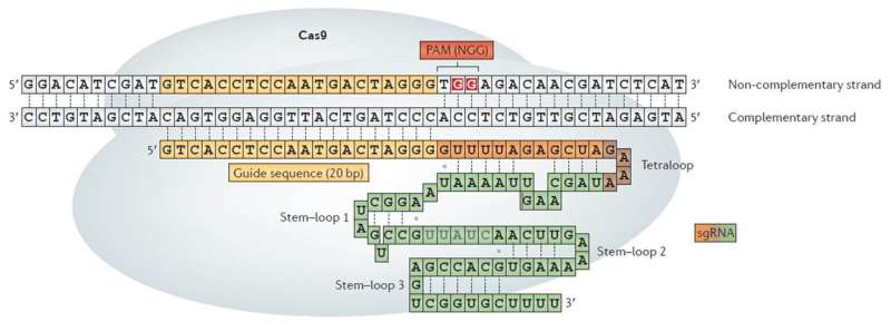 Comparing 13 different CRISPR-Cas9 DNA scissors