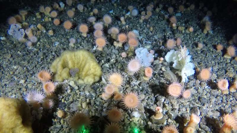 Soft coral garden discovered in Greenland's deep sea