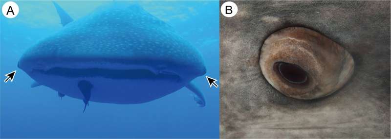 Whale sharks found to have tiny teeth around their eyes
