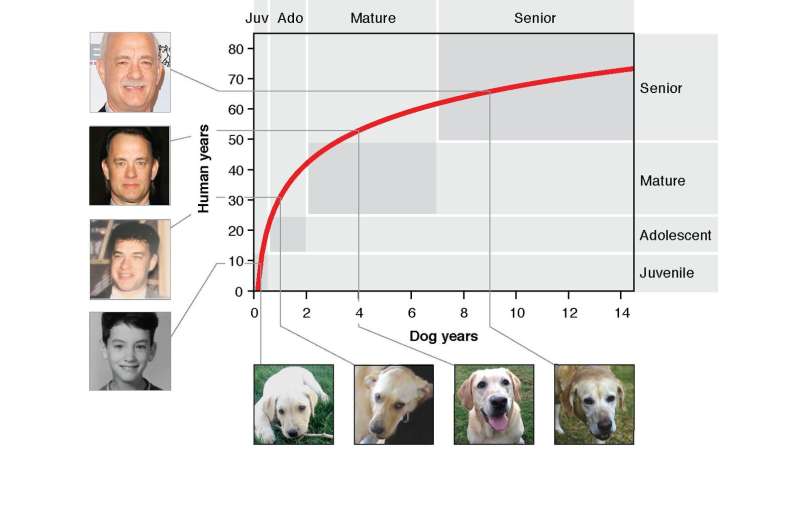 How old is your dog in human years? Scientists develop better method than 'multiply by 7'