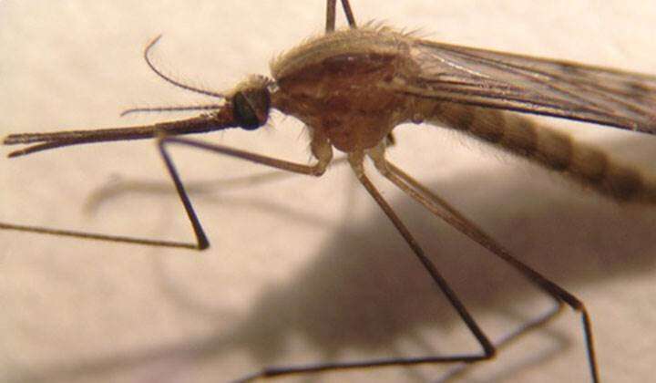 Invasive mosquito found in Finland discovered could potentially transmit malaria