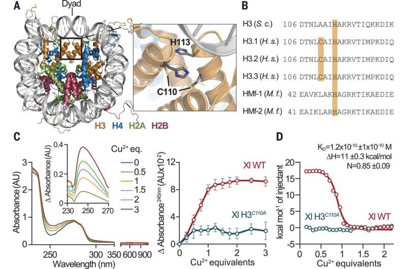 Histone H3-H4 tetramer found to be a copper reductase enzyme