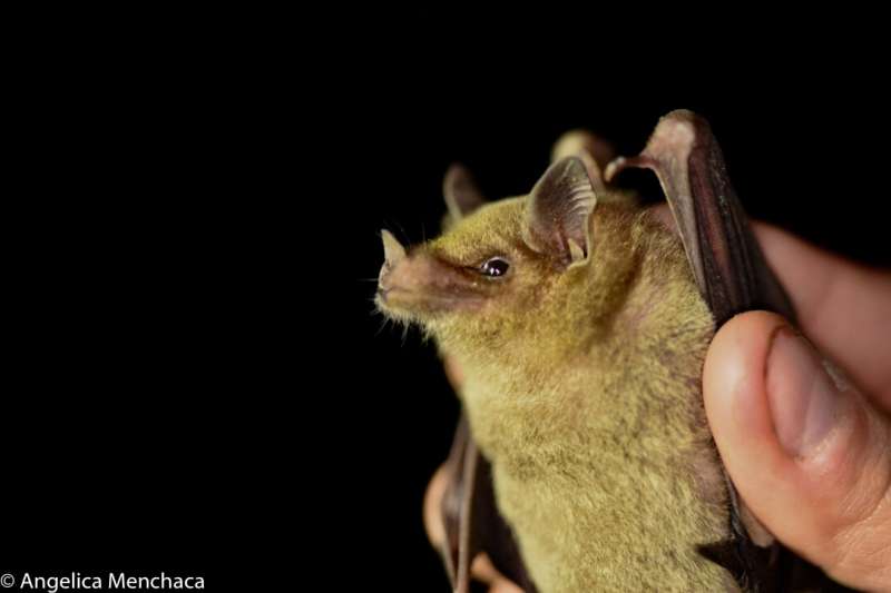 DNA helps conservation of elusive tequila bat