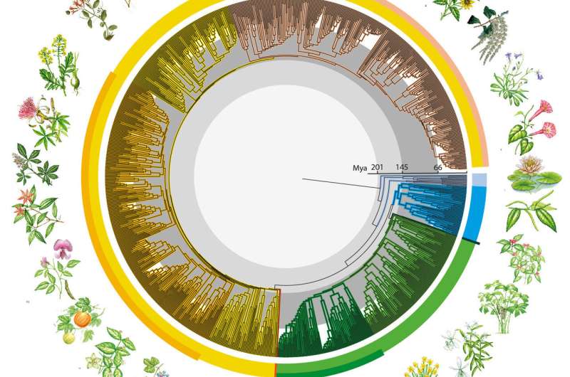 New global study reveals "time tree" of Earth’s flowering plants