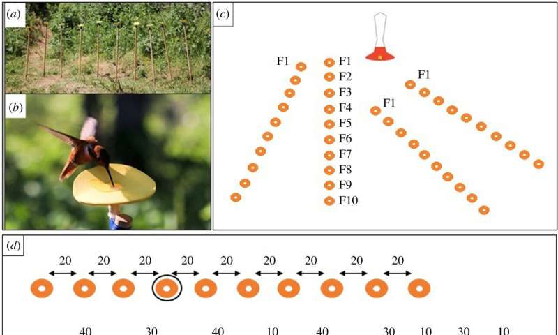 Hummingbirds found able to understand numerical order