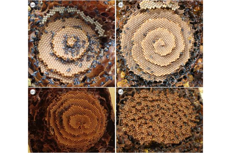 How stingless bees are able to make tall spiral nests