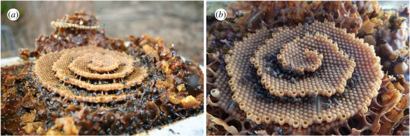 How stingless bees are able to make tall spiral nests