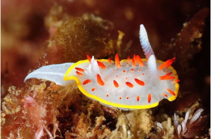 Sea slugs: discovering other inhabitants in the Barcelona coasts