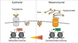 Iron-mediated cancer cell activity: A new regulation mechanism