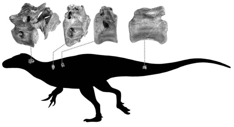 New species of dinosaur discovered on Isle of Wight