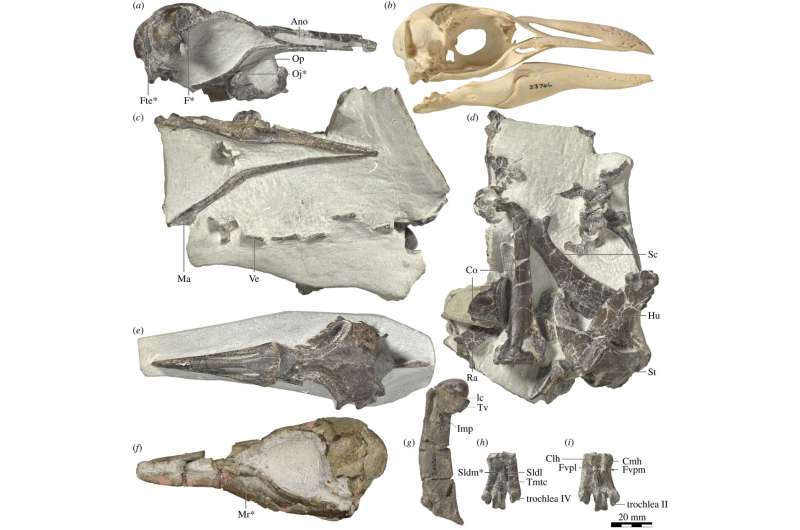 Ancient crested penguin fossil found in New Zealand