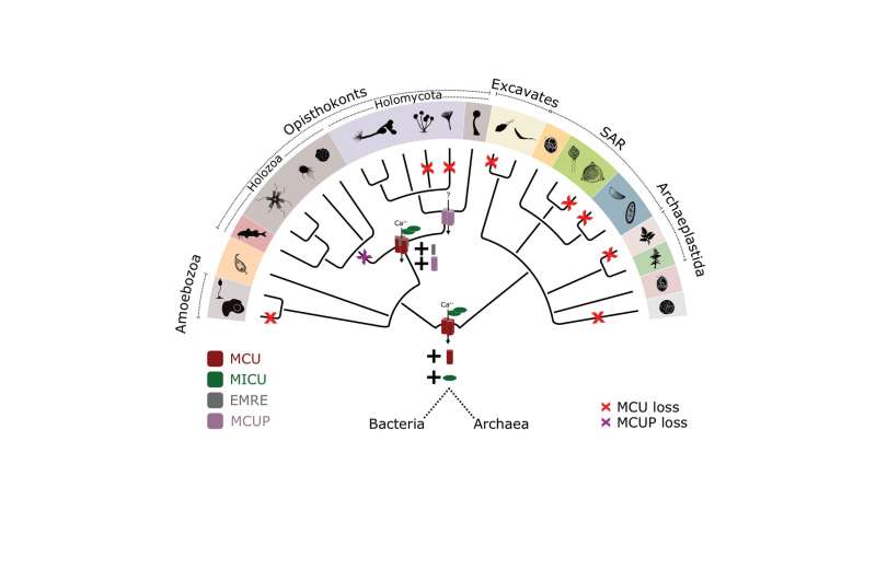 Phylogenetic analysis reveals the evolution of the mitochondrial calcium transporter