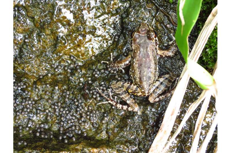 Male Brazilian frog stays loyal to two females in 'harem'