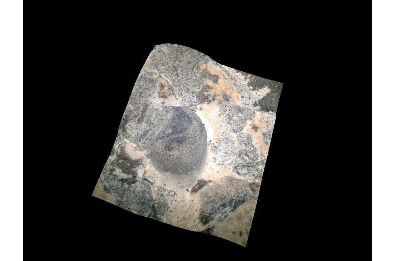 429-million-year-old eye provides a view of trilobite life