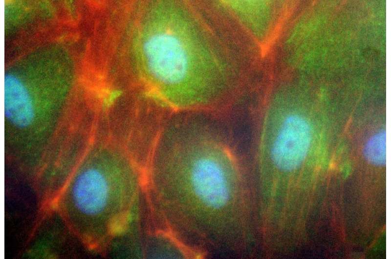 Protein influences regeneration of vascular cells