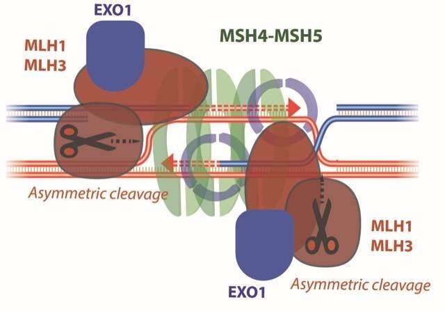Regulation of the MLH1-MLH3 endonuclease in meiosis