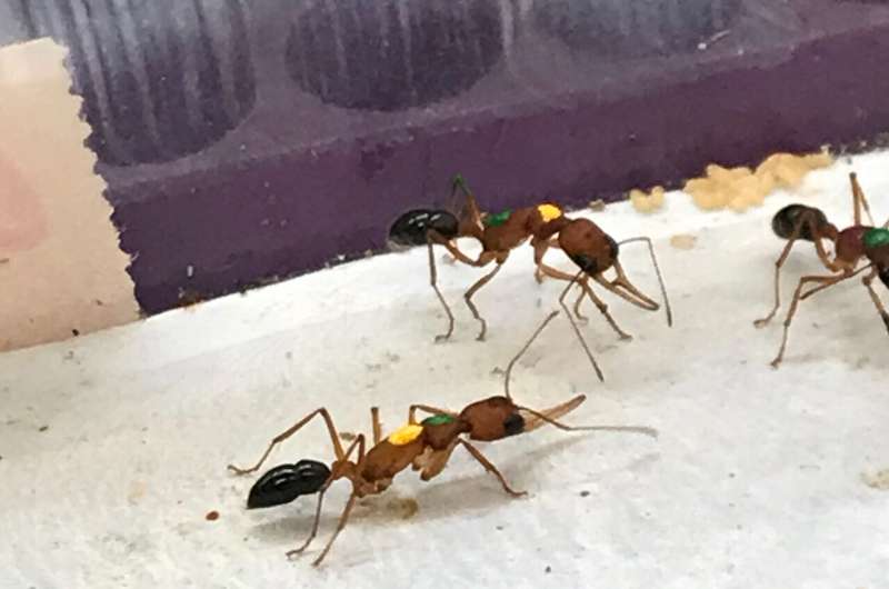 Some Indian jumping ant workers can transition to a queen-like state