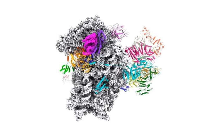 Start here to make a protein: Structure of mRNA initiation complex could give insight into cancer and other diseases