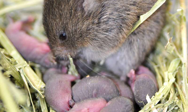 Amount of attention from parents found to impact baby voles later in life