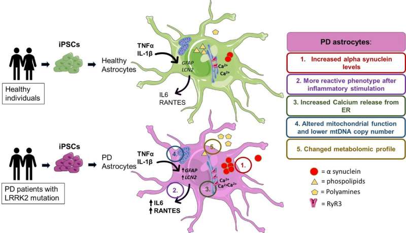 Brain astrocytes show metabolic alterations in Parkinson’s disease