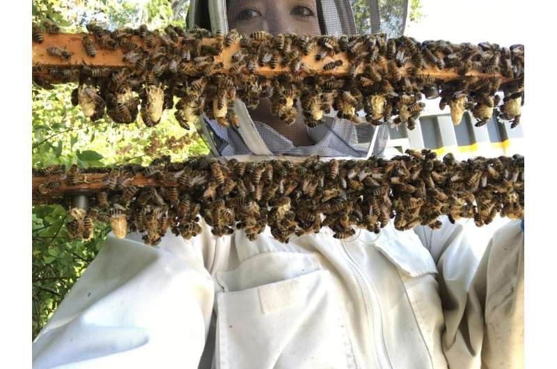 Scientists find clues to queen bee failure