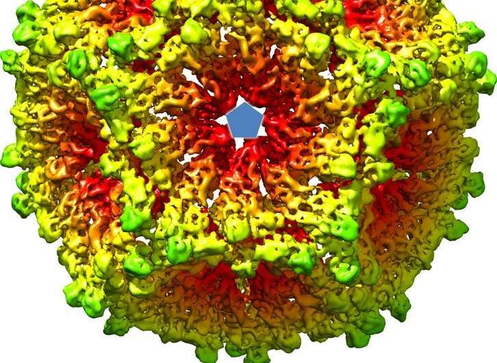 Researchers glimpse how virus particles assemble inside the cell
