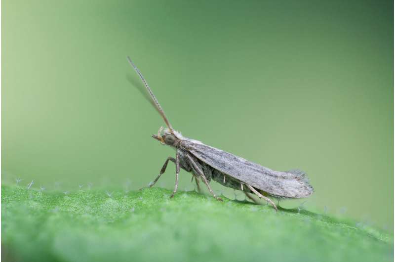 Diamondback moth uses plant defense substances as oviposition cues