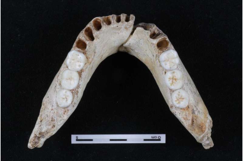 New study of molar size regulation in hominins