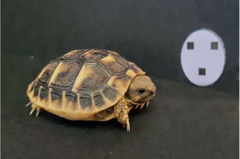 Tortoise hatchlings found to orient toward objects resembling faces