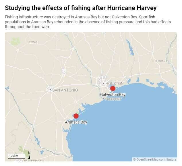 When hurricanes temporarily halt fishing, marine food webs recover quickly