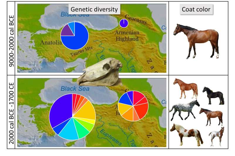 Genetic testing suggests horse domestication did not begin in Anatolia