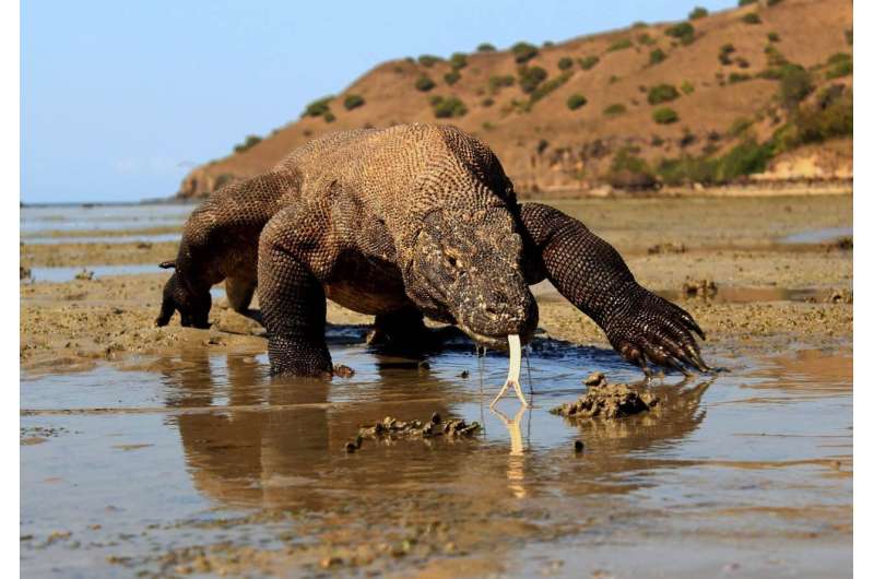 Climate change threatens Komodo dragons