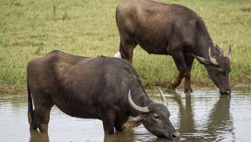 Improving Asian buffalo breeds with genomics
