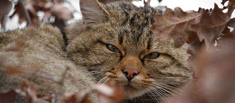 Wildcats threatened by their domestic cousins