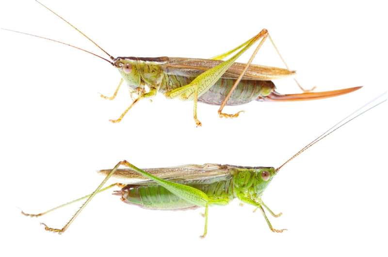 Crickets were the first to chirp 300 million years ago