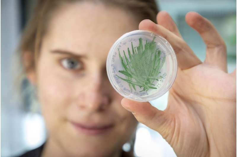 Cyanobacteria as "green" catalysts in biotechnology