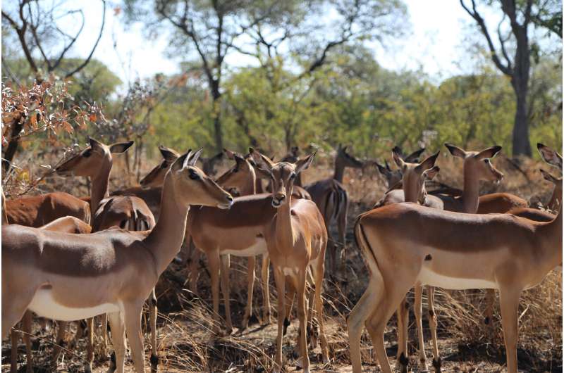 Study shows that African herbivores that eat mixed diets or migrate have more stable populations