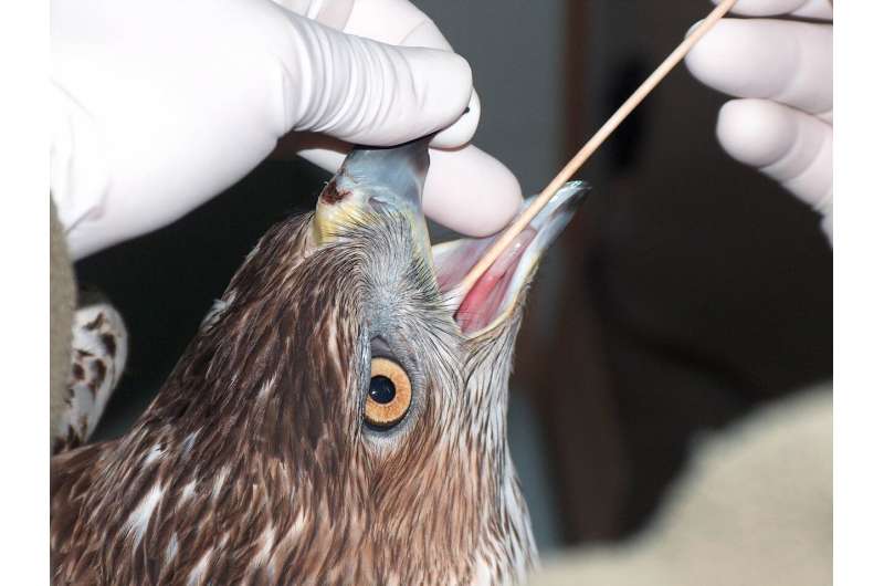 Researchers classify lesion from trichomonosis in birds
