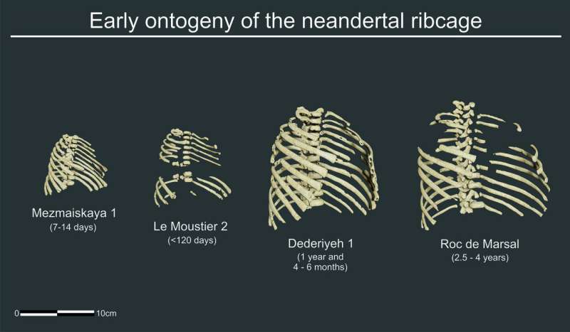 Newborn Neanderthals had a robust and broad thoracic cage just like adults