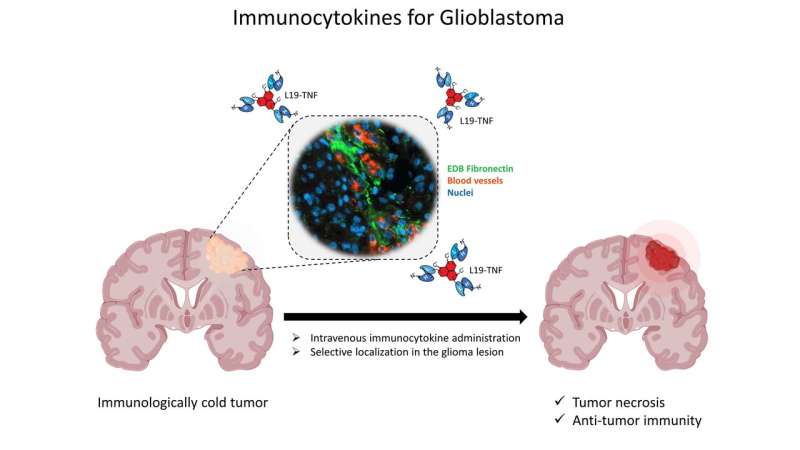 Fusing cytokines with antibodies found to be effective at treating brain tumors in mice