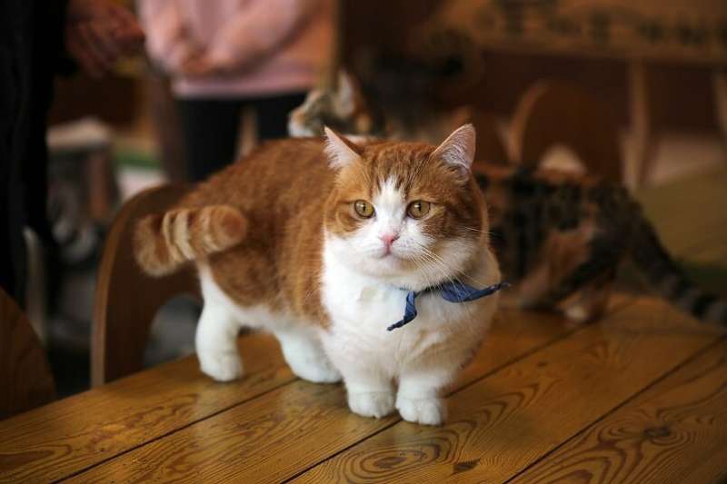 High-quality cat genome helps identify novel cause of dwarfism